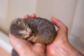 Newborn grey kitten sleeps at human hands.