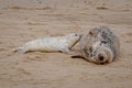 Newborn grey seal pup, Halichoerus grypus, suckling from mother seal, Norfolk, UK Royalty Free Stock Photo