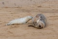 Newborn grey seal pup, Halichoerus grypus, suckling from mother seal, Horsey, Norfolk, UK Royalty Free Stock Photo