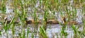 Newborn greylag goose goslings swim