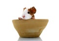 Newborn guinea pig in pottery Royalty Free Stock Photo