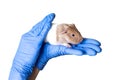 Baby guinea piglets sitting on veterinarian hands in blue medical gloves.