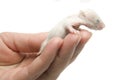 Newborn hamster