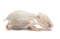 Newborn hamster