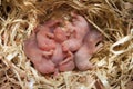 Newborn hamster pups in the straw nest