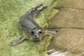 Newborn harbour seal (Phoca vitulina) Royalty Free Stock Photo