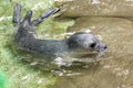 Newborn harbour seal (Phoca vitulina) Royalty Free Stock Photo