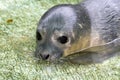 Newborn harbour seal (Phoca vitulina) Royalty Free Stock Photo