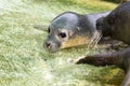 Newborn harbour seal (Phoca vitulina) Royalty Free Stock Photo