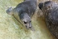 Newborn harbour seal (Phoca vitulina) Royalty Free Stock Photo