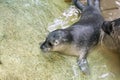 Newborn harbour seal (Phoca vitulina) Royalty Free Stock Photo