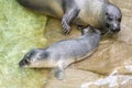 Newborn harbour seal (Phoca vitulina) Royalty Free Stock Photo