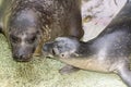 Newborn harbour seal (Phoca vitulina) Royalty Free Stock Photo