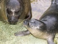 Newborn harbour seal (Phoca vitulina) Royalty Free Stock Photo
