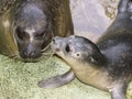 Newborn harbour seal (Phoca vitulina) Royalty Free Stock Photo