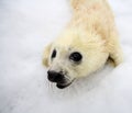 Newborn harp seal pup Royalty Free Stock Photo