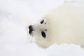 Newborn harp seal pup