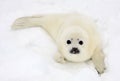 Newborn harp seal pup Royalty Free Stock Photo