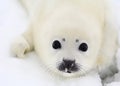 Newborn harp seal pup