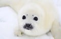 Newborn harp seal pup Royalty Free Stock Photo