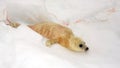 Newborn harp seal pup