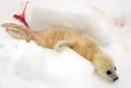 Newborn harp seal pup Royalty Free Stock Photo