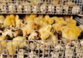 Newborn hatched quail Chicks close up in an incubator