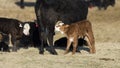 A newborn Hereford calf