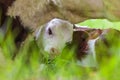 Newborn Hereford calf seeking shelter by its mother Royalty Free Stock Photo