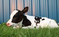 Newborn Holstein calf laying down on the grass at dusk Royalty Free Stock Photo