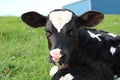 Newborn Holstein calf laying outdoors in the grass Royalty Free Stock Photo