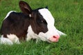 Newborn Holstein calf looking at camera in the meadow Royalty Free Stock Photo