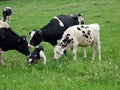 Newborn Holstein Calf Minutes Old Tries to Stand Up Royalty Free Stock Photo