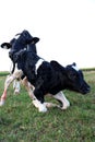 Newborn Holstein calf tries to stand for the first time Royalty Free Stock Photo