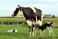 Newborn Holstein twin calves with mom in the meadow Royalty Free Stock Photo