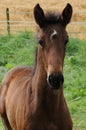 Horse foal in the meadow