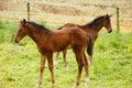 Horse foals in the meadow