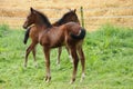 Horse foals in the meadow