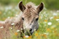 newborn horse, with its fuzzy and fluffy mane, in field of wildflowers