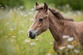 newborn horse, with its fuzzy and fluffy mane, in field of wildflowers