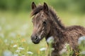 newborn horse, with its fuzzy and fluffy mane, in field of wildflowers