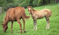 Newborn horse stands beside mother