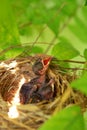 Newborn hungry baby birds. Royalty Free Stock Photo