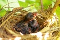 Newborn hungry baby birds. Royalty Free Stock Photo