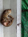 newborn indian palm squirrel(Funambulus palmarum) close look. Royalty Free Stock Photo