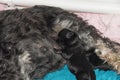 Newborn miniature schnauzer puppy feeding from mother Royalty Free Stock Photo