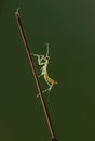 Insect Mantis religiosa sits on plant Royalty Free Stock Photo