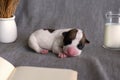 newborn jack russel terrier puppy dog sleep on gray fabric and books in portrait