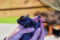 A newborn jack russell terrier puppy in a woman`s hand, whelping box with a warming lamp in background