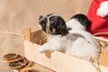 Newborn Jack Russell puppys with Santa Claus hat Royalty Free Stock Photo